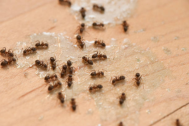 Trusted Atascocita, TX Pest Control Experts